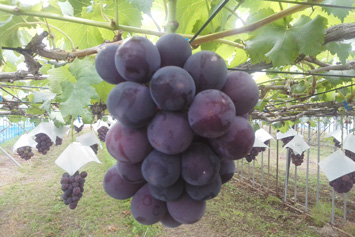 �V���C���}�X�J�b�g