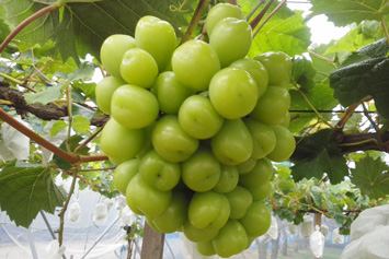 �V���C���}�X�J�b�g