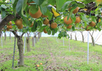 �H�ރC���[�W