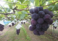 �����C���[�W